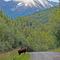 Knick River Road, Alaska