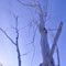Standing Dead