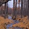 Winding Autumn Stream