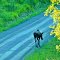 Knik River Road, Wild life
