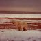 Cub bear
