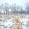 2012 12-17 Winterscape