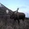 Moose Alces alces by georgesfotos.com