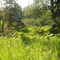 The low flora in Chugach