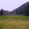 pond near Shelter Lake