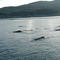 Alaskan Whales