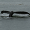 Ballena en Auke Bay