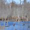 Duck Haven