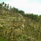 Results of the Jasper fire in the Black Hills in 2000
