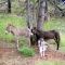 Wild Burro Family