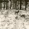 Bighorn Sheep