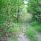 Historic Coal Road to Laurel Creek Mentone AL