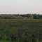Stewart County Cotton Field