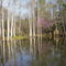 Cove just after full pool in early spring