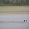 Weiss Lake Bald Eagles
