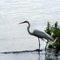 Heron on Weiss Lake