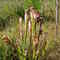 Spring 2008 At splinterhill Bog, Alabama 4