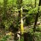Moss on Fallen Tree