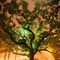 old Oak