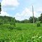 Kudzu Patch