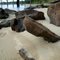 Rocks on Mobile Bay