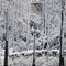 Snowy Lamp Post