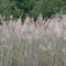 Phragmites australis (common reed)
