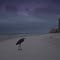 Beached Heron, on cold November morning