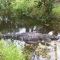 Zoo Gator
