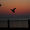 Sunset and Bird in flight, Point Clear, Alabama