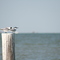 Texas City Housten