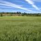 Wheat field, Cornell Rd., Hazel Green
