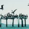 Pelicans