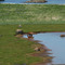 Bear at Rodman's Reach