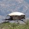 China Peak Observatory