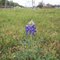 LBJ Wildflower Project - Bluebonnets - West Orem Drive Esplanades - Houston, Tx