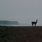 guanaco
