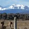 guanacos fondo montañas ruta F