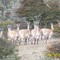 Guanacos
