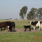 Vacas de Cría - Campo Selmi