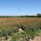 SORGUM PLOT