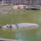 Hipopotamo en el Zoologico