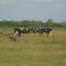 vacas lecheras
