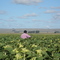 Controlando plagas del Girasol