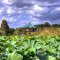 不忍池 , Lotus pond and "Bentendo"