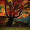 Old tree in fall