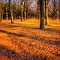 代々木公園, Long shadow
