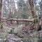 arroyo con eucaliptos