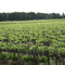 Parral de Uva (Variedad Uniblanc )