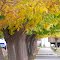 plaza en otoño - Bº Rivadavia